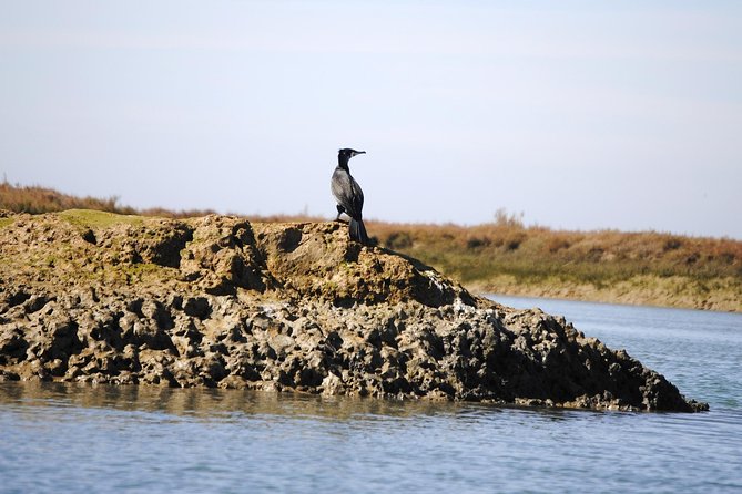 2-hour Bird Watching Guided Boat Trip in Ria Formosa from Faro Algarve - Returning with Faro’s old town in view