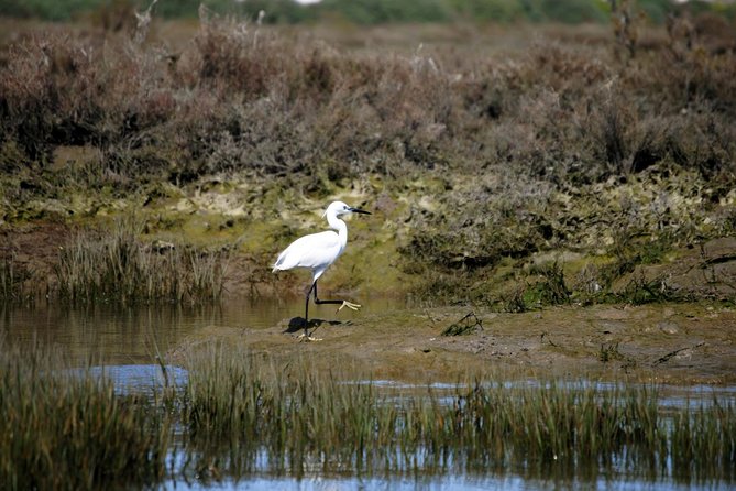 2-hour Bird Watching Guided Boat Trip in Ria Formosa from Faro Algarve - The guide makes the difference