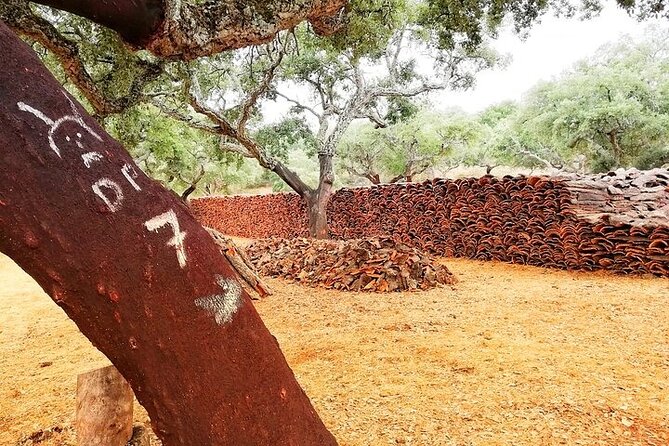 2hr Walk in a Cork Forest - Key points at a glance