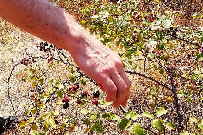 2hr Walk in a Cork Forest - Price, group size, and overall value