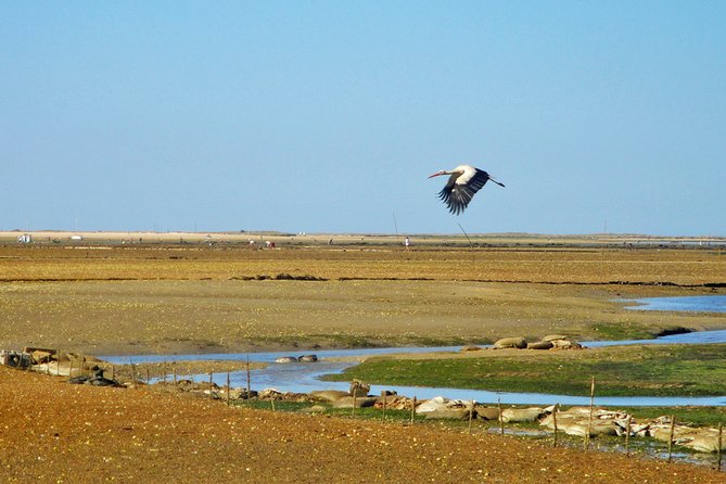 3-Hour Boat Tour in Ria Formosa on Olhão Algarve - Two stops for swimming and a walk
