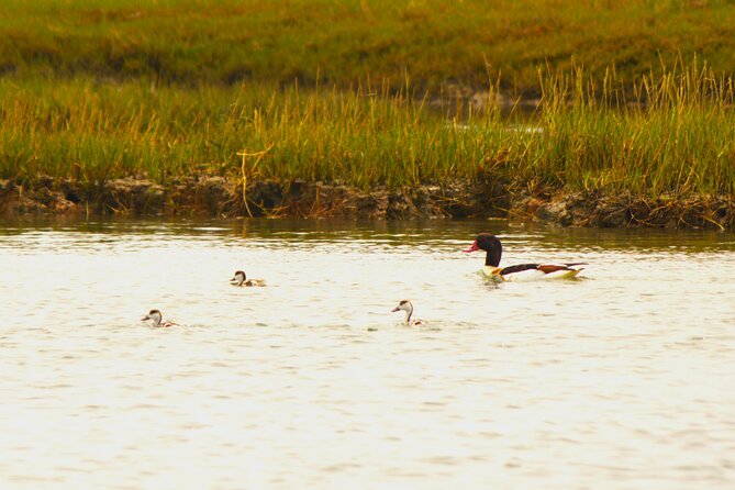 6 hour boat tour navegating through the Islands of Ria Formosa National Park - Desert Island and the pleasure of a proper beach stop