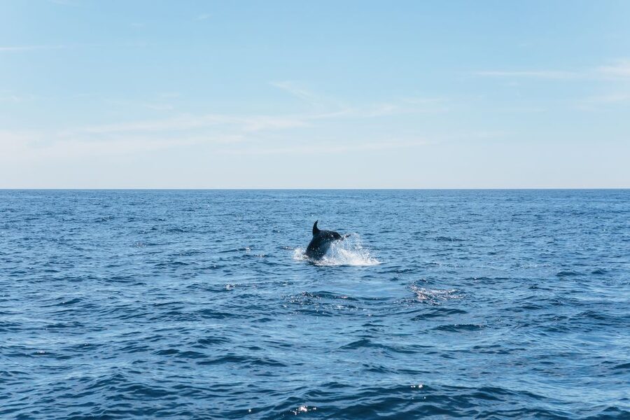 Albufeira: 2.5-Hour Benagil Caves & Dolphin Watching - What the $40 price really buys