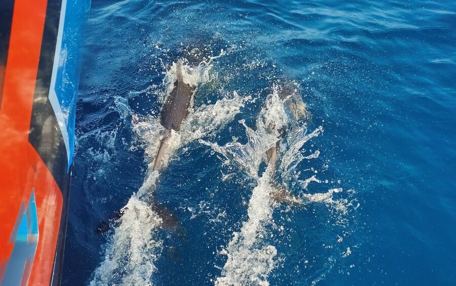 Albufeira: 2.5-Hour Dolphin Watching and Caves Trip - Chapel Nossa Senhora da Rocha and Albandeira Beach