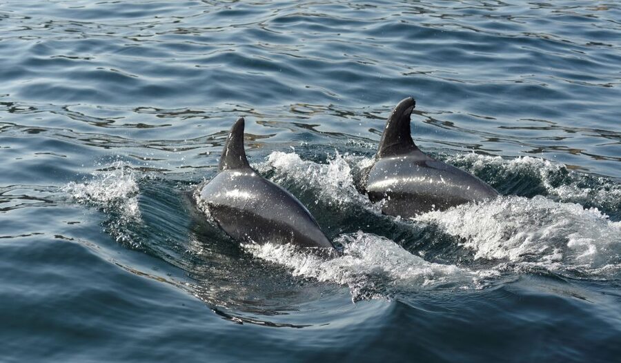 Albufeira: 2.5-Hour Dolphin Watching and Caves Trip - A possible swim in the Atlantic