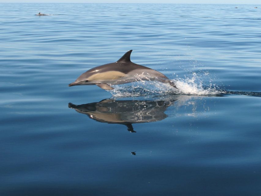 Albufeira: Benagil Cave and Dolphin Sightseeing Boat Cruise - Albandeira’s rock shapes and Marinha Beach