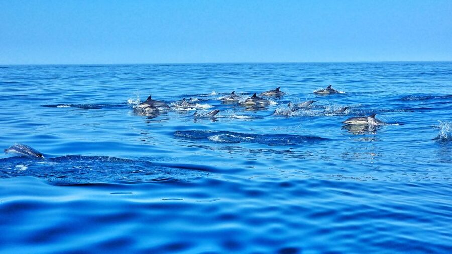 Albufeira: Benagil Cave and Dolphin Sightseeing Boat Cruise - Searching for dolphins in the open sea