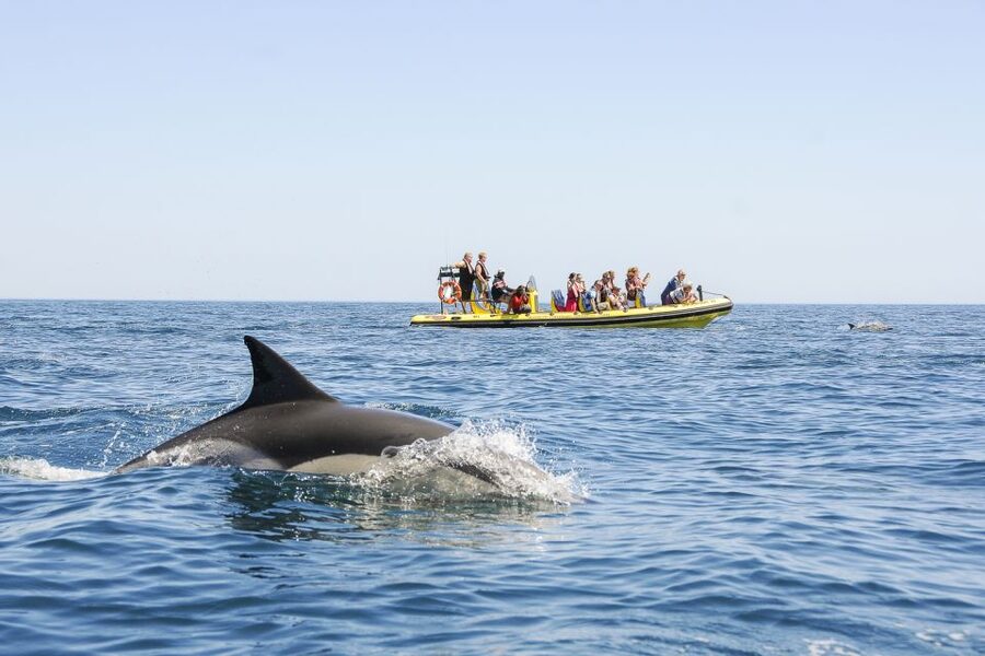 Albufeira: Benagil Caves & Dolphin Watching Speed Boat Tour - Small details that make the day easier
