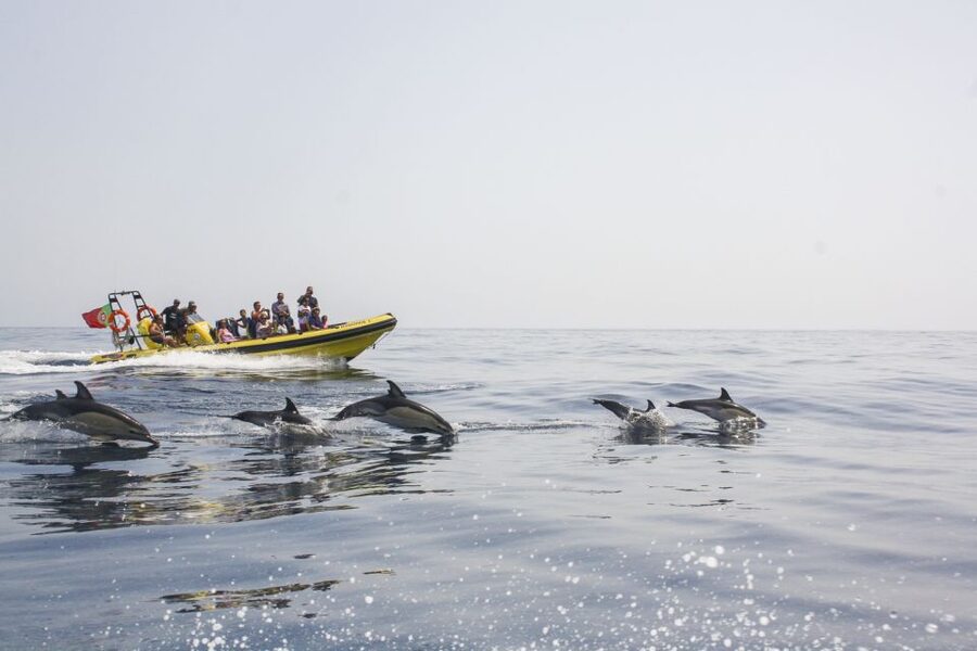 Albufeira: Benagil Caves & Dolphin Watching Speed Boat Tour - Leaving Albufeira Marina on a compact speed boat