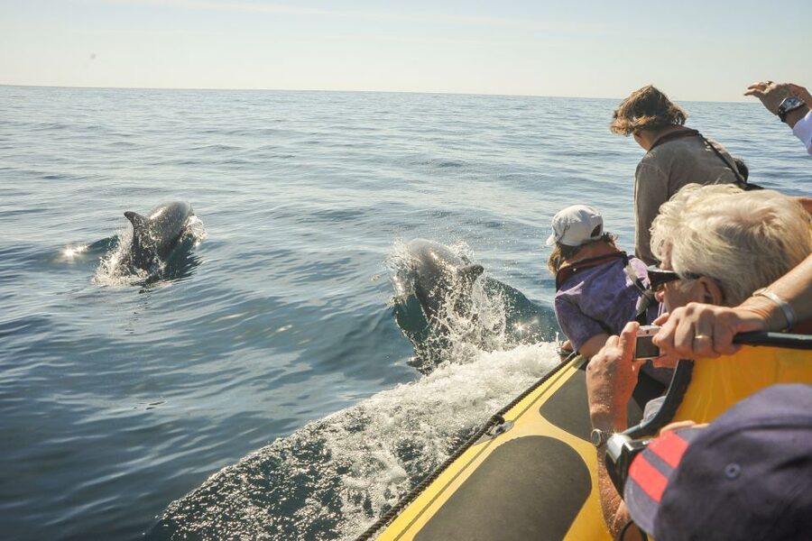 Albufeira: Benagil Caves & Dolphin Watching Speed Boat Tour - Dolphin watching in the open water