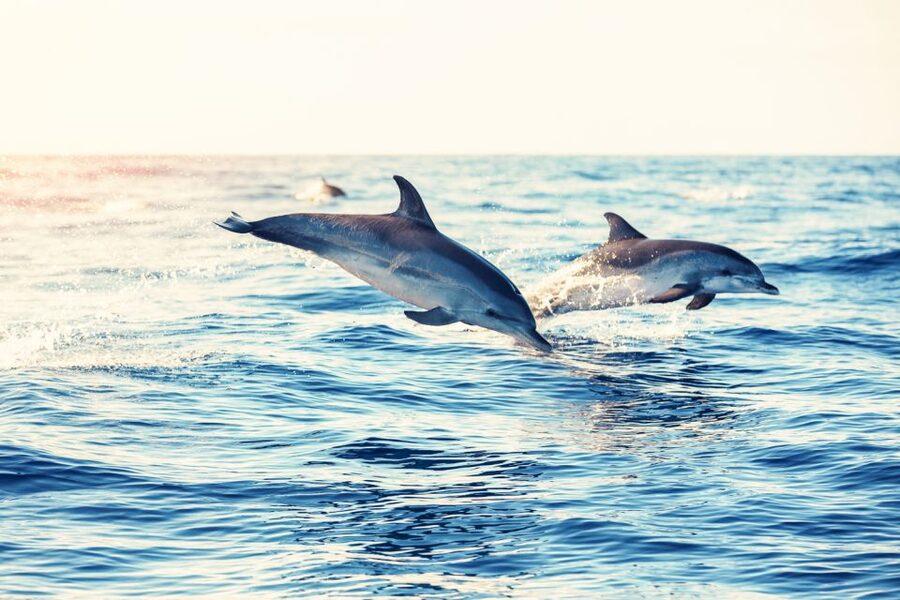 Albufeira: Benagil Caves & Dolphin Watching Speed Boat Tour - Is $40 good value for the Algarve?