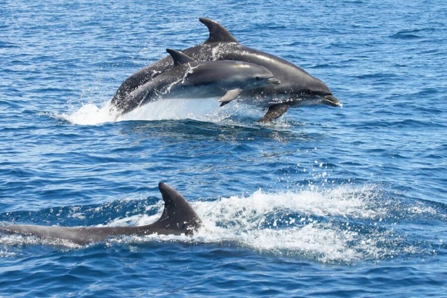 Albufeira: Dolphin Watching and Benagil Cave - Leaving Albufeira Marina for the open coast