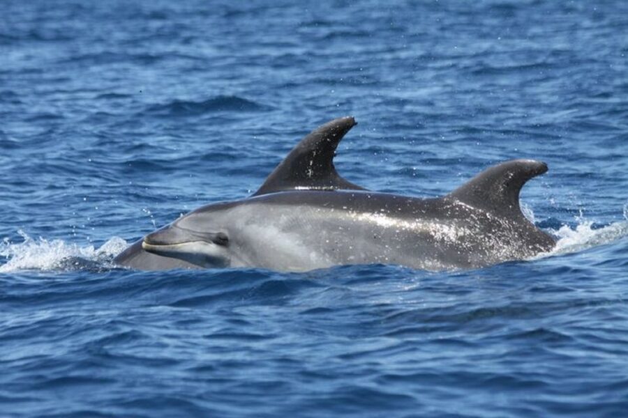 Albufeira: Dolphin Watching and Benagil Cave - Who will enjoy this cruise most?