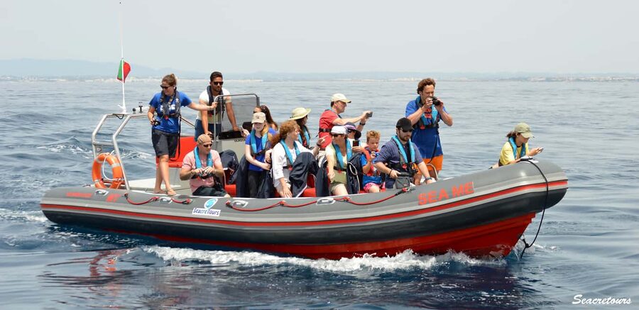 Albufeira: Dolphin Watching and Benagil Cave Boat Cruise - Key points to know before you book