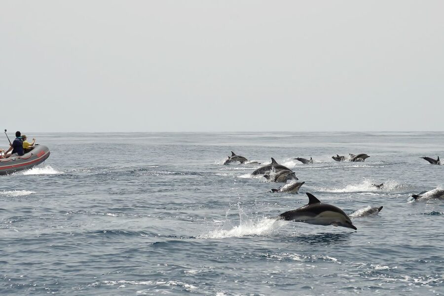 Albufeira: Dolphin Watching and Benagil Cave Boat Cruise - Is $38 good value?