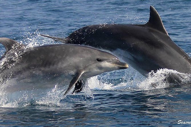 Albufeira: Dolphins and Caves Tour - Benagil Cave and the 15-minute photo stop