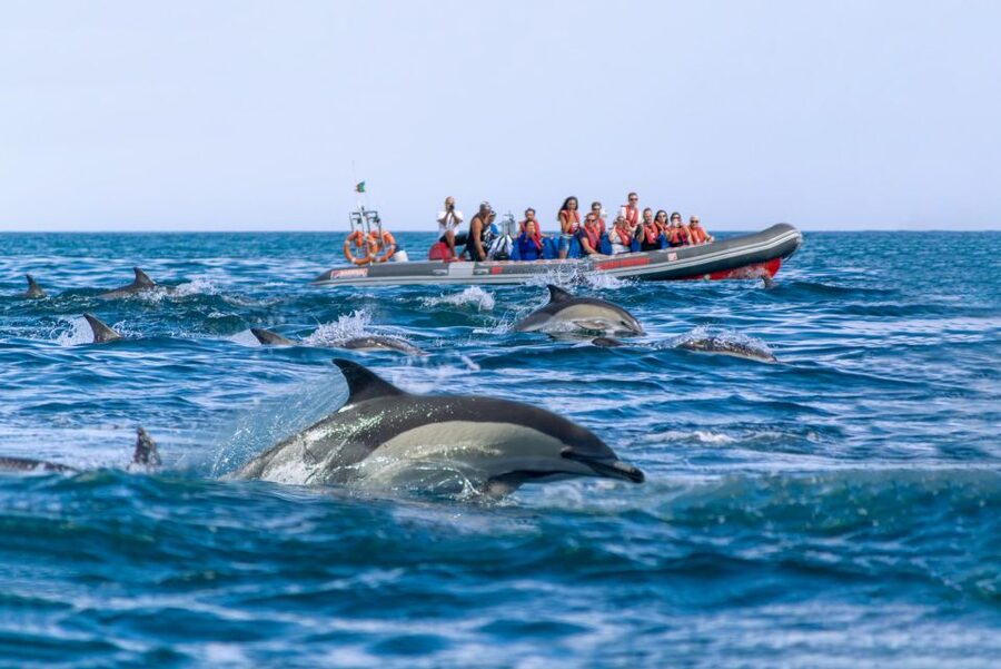 Albufeira: Dolphins, Benagil Caves and Coastline Boat Tour - Guides, driving, and the tone of the trip