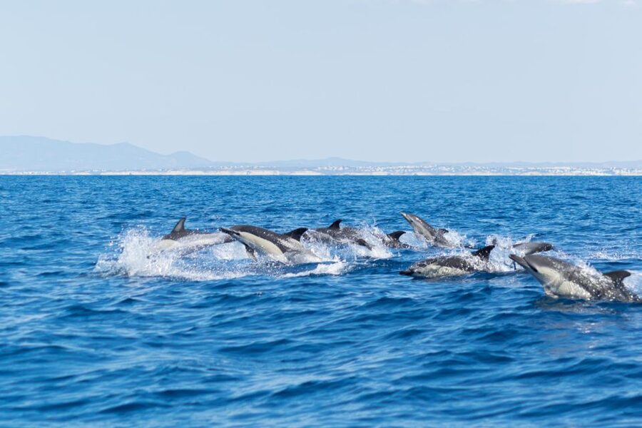 Albufeira: Dolphins, Benagil Caves and Coastline Boat Tour - What to wear and what to leave behind