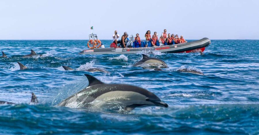 Albufeira: Dolphins, Benagil Caves and Coastline Boat Tour - Is $34 good value for 2.5 hours?