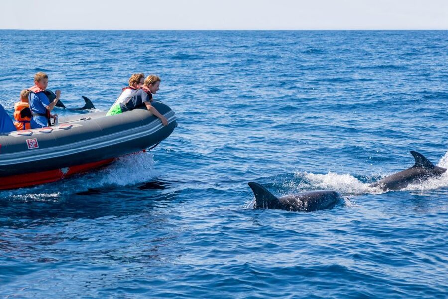 Albufeira: Dolphins, Benagil Caves and Coastline Boat Tour - Who should book this Albufeira boat tour?
