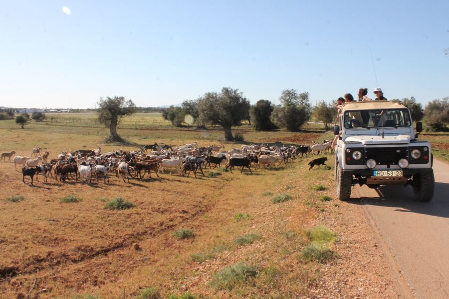 Albufeira: Jeep Safari Half-Day Countryside Tour - Paderne Castle: a short stop with a long view