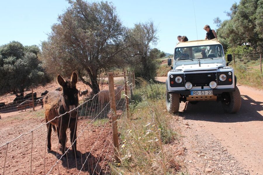 Albufeira: Jeep Safari Half-Day Countryside Tour - Orange groves, viewpoints, and the working Algarve