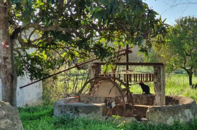 Safari Excursion in the Algarve Mountains