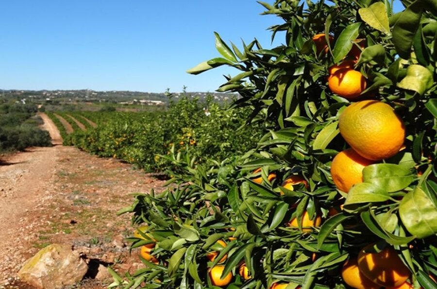 Albufeira: Safari Excursion in the Algarve Mountains - Fonte Grande de Alte, the tour’s refreshing pause