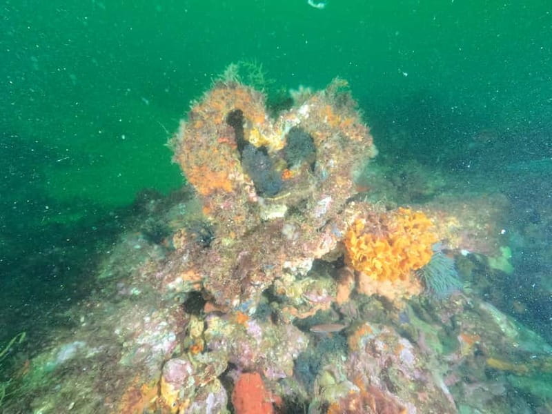 Albufeira: Scuba Diving Experience for Beginners - Who should book this Albufeira activity?
