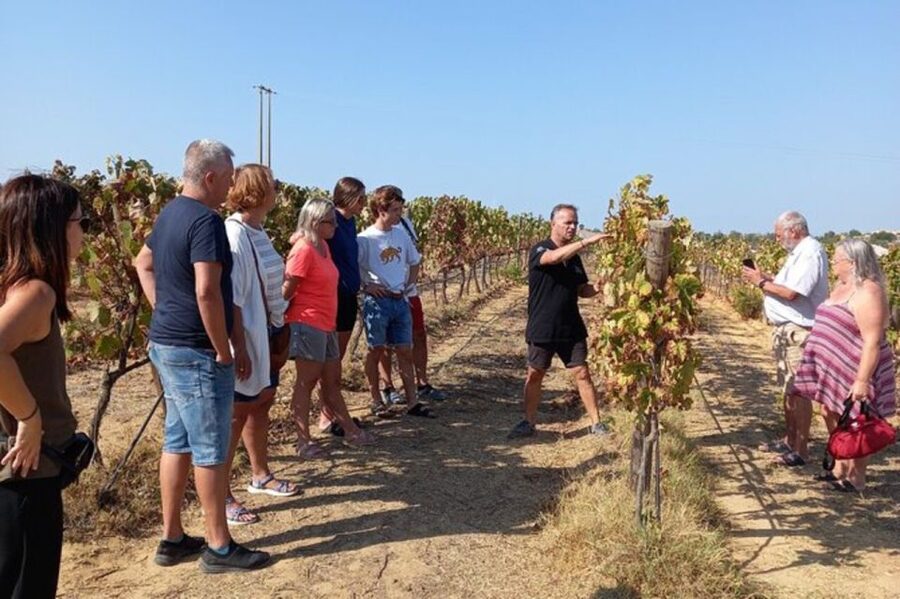 Albufeira/Vilamoura: Winery Tour with Wine Tasting and Tapas - Quick takeaways from the three-hour outing