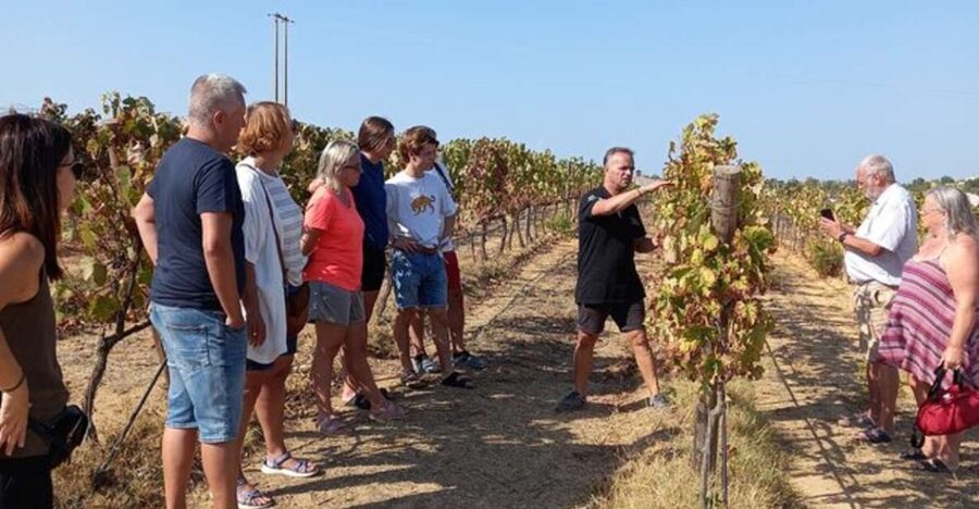 Albufeira/Vilamoura: Winery Tour with Wine Tasting and Tapas - A short tour through Albufeira