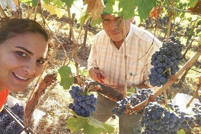 Albufeira Wine Tour: 2 Vineyards, 6 Tastings & Historic Silves - Key points before you book