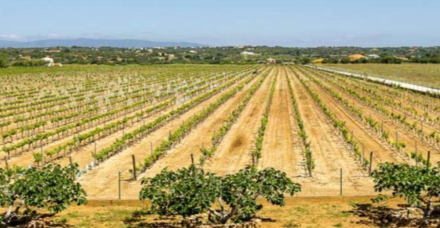 Algarve: Classic Wine Tour & Tasting in Silves - Inside the barrel cellar