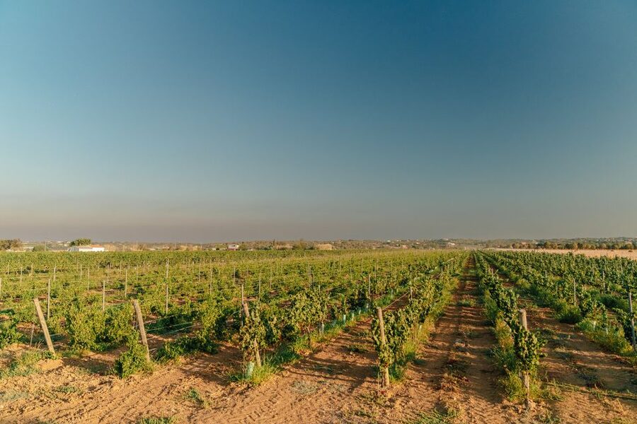 Algarve: Classic Wine Tour & Tasting in Silves - Why the $35 price makes sense