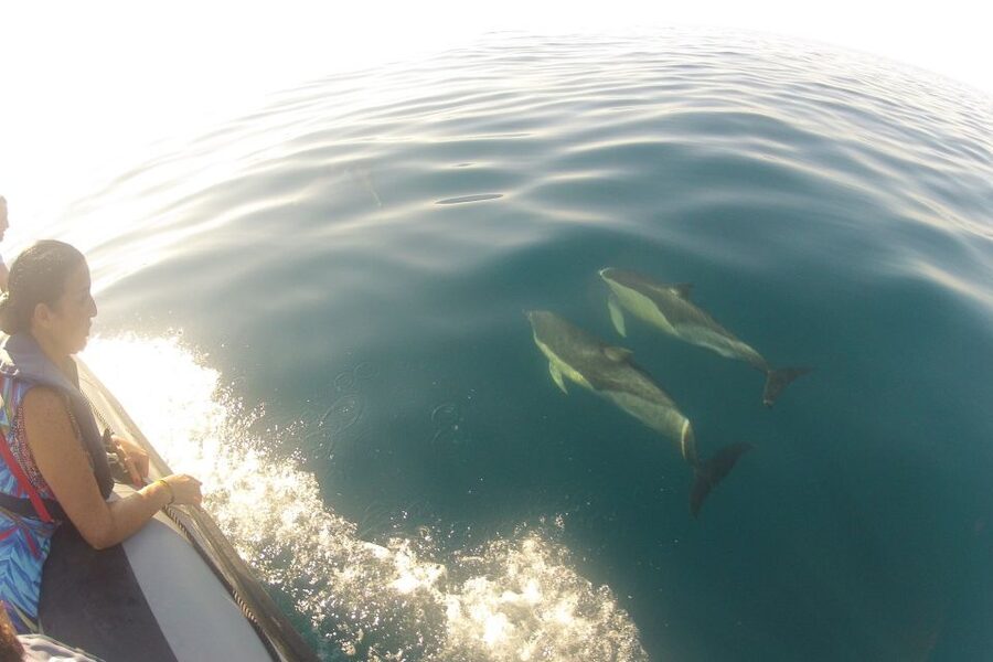 Algarve Dolphin Watching & Marine Life Eco Tour - Key points before you book