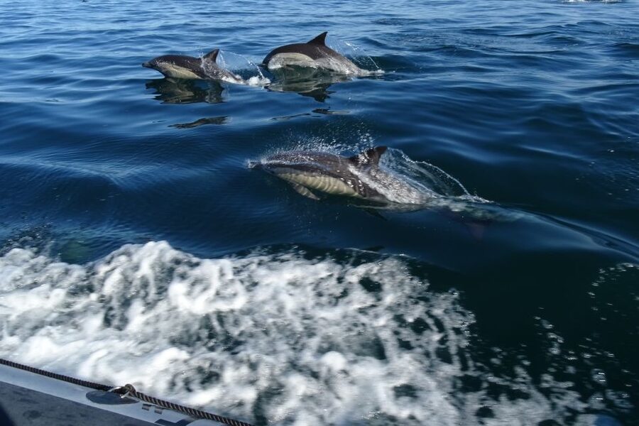 Algarve Dolphin Watching & Marine Life Eco Tour - Starting at Faro’s nautical club