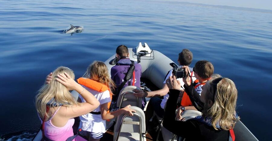 Algarve Dolphin Watching & Marine Life Eco Tour - Passing Ilha do Farol and the barrier islands