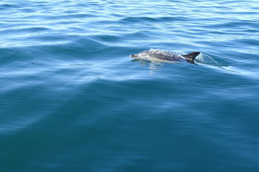 Algarve Dolphin Watching & Marine Life Eco Tour - Reaching Santa Maria Cape and open Atlantic water
