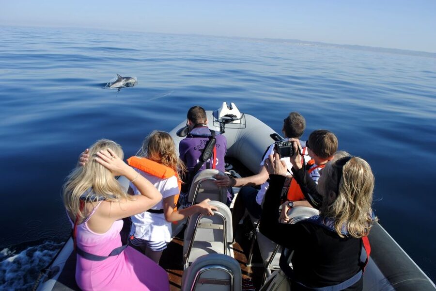 Algarve Dolphin Watching & Marine Life Eco Tour - The secret stop and the main wildlife search
