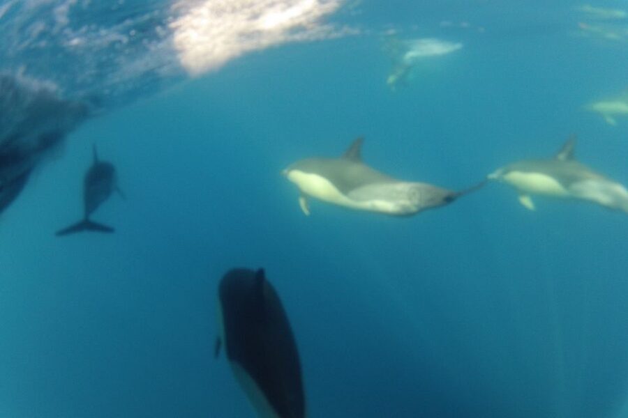 Algarve Dolphin Watching & Marine Life Eco Tour - Returning past Culatra Island