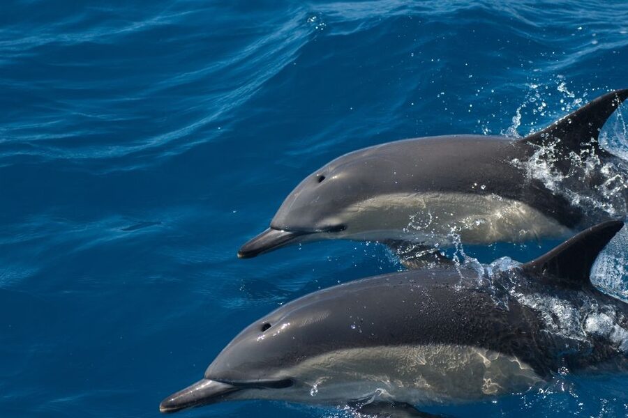 Algarve Dolphin Watching & Marine Life Eco Tour - How the boat ride feels in practice