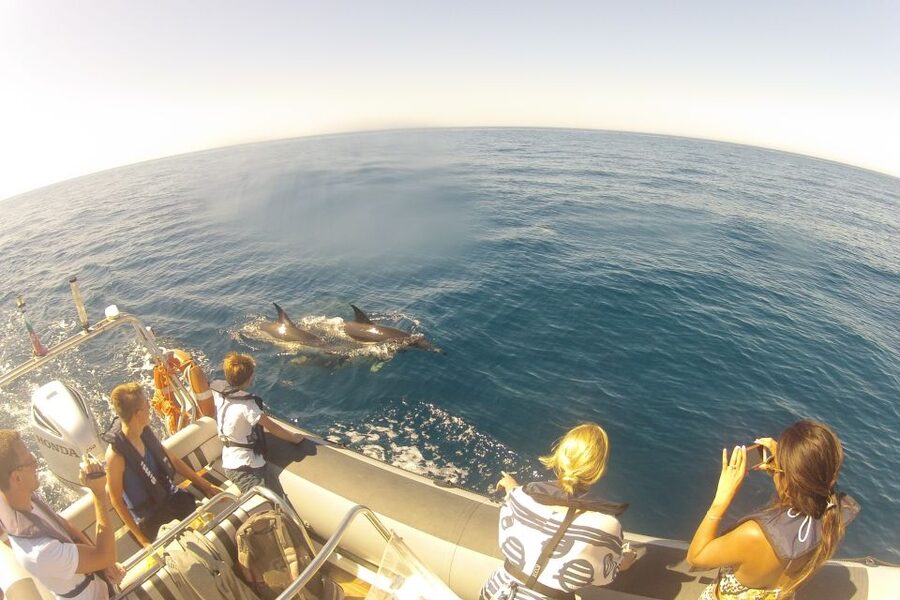 Algarve Dolphin Watching & Marine Life Eco Tour - Languages, timing, and weather limits