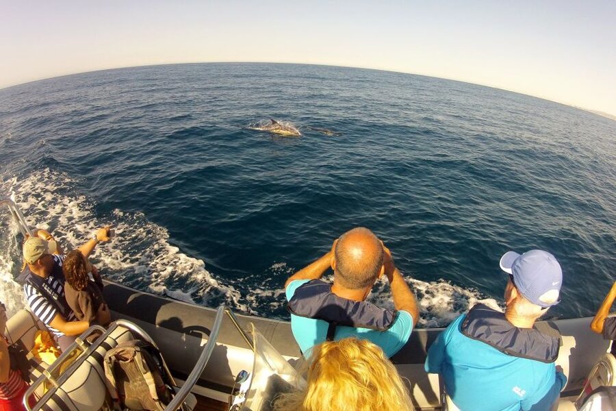 Algarve Dolphin Watching & Marine Life Eco Tour - Ria Formosa sets the scene