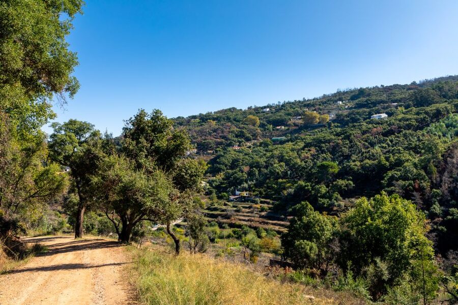 Algarve: Jeep Safari with Distillery Visit & Lunch - Cork trees, herbs, and working countryside