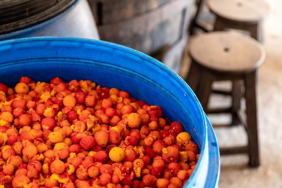Algarve: Jeep Safari with Distillery Visit & Lunch - How much value do you get for $84?