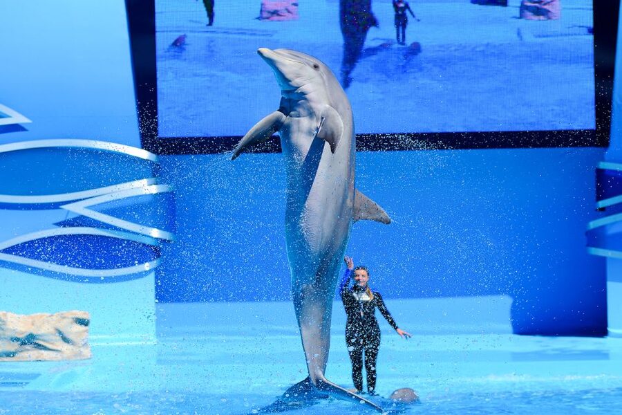 Algarve: Zoomarine Amusement Park Entry Ticket - The aquarium and 20-plus ecosystems