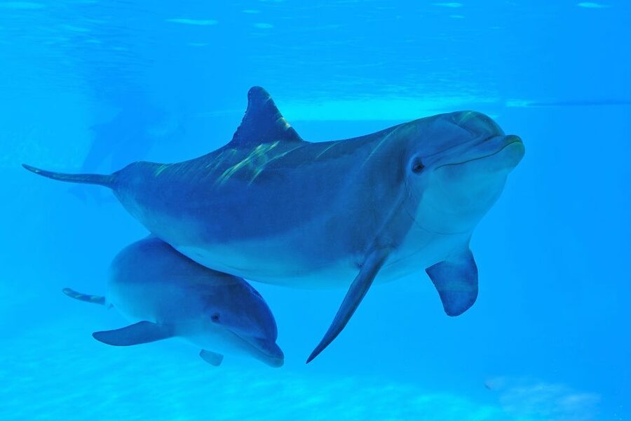 Algarve Zoomarine Ticket and Dolphin Emotions Experience - A sensible schedule for your day