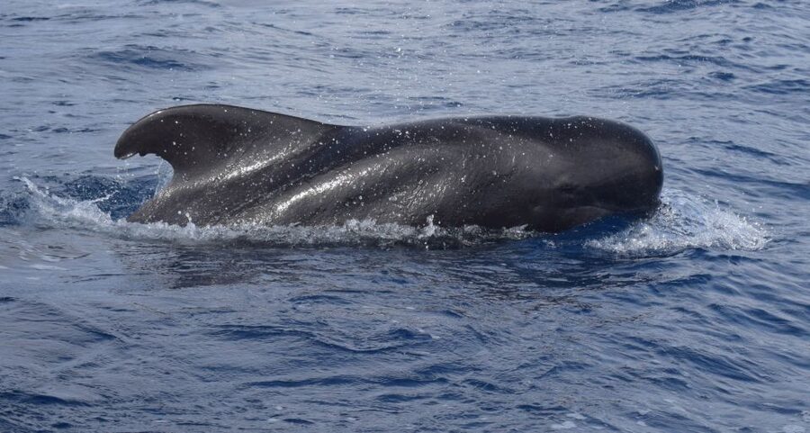 All Inclusive Whale and Dolphin Watching Luxury Tour - Key points to know before you book
