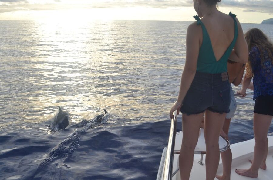 All Inclusive Whale and Dolphin Watching Luxury Tour - Should you book the Madeira luxury whale tour?