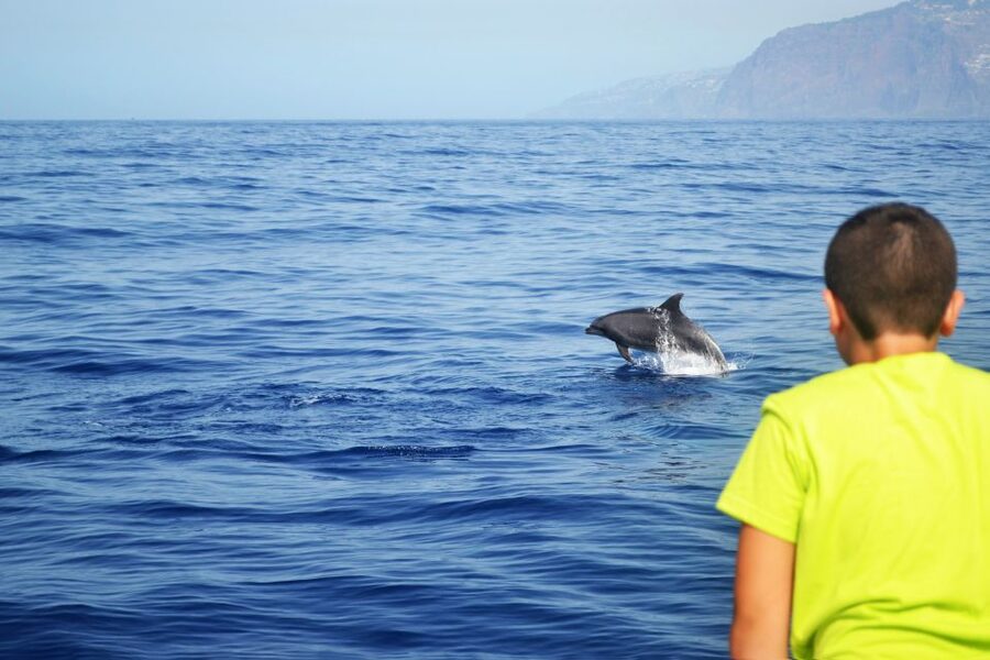 All Inclusive Whale and Dolphin Watching Luxury Tour - Swimming beneath the 586-meter Cabo Girão cliff